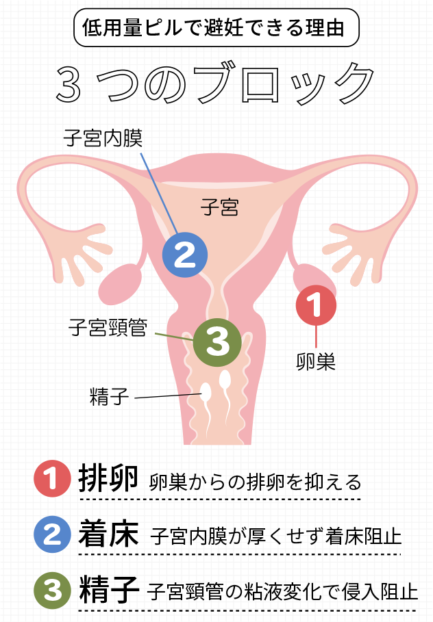 低用量ピルで避妊できる理由の図解