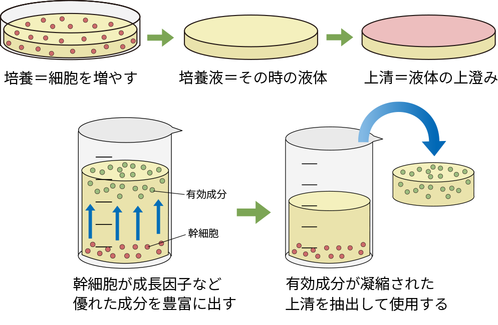 幹細胞培養上清液とは